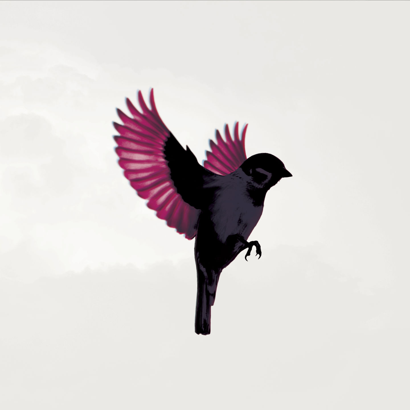 sparrow-cover-large.jpg